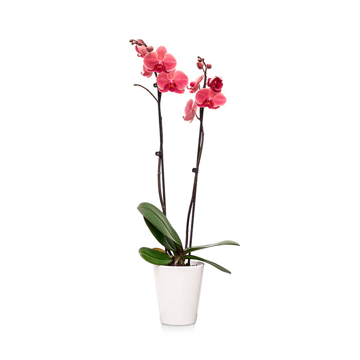 Potted pink orchid with two stems, featuring multiple blossoms and green leaves, placed in a simple white pot. The elegant plant is displayed against a white background.