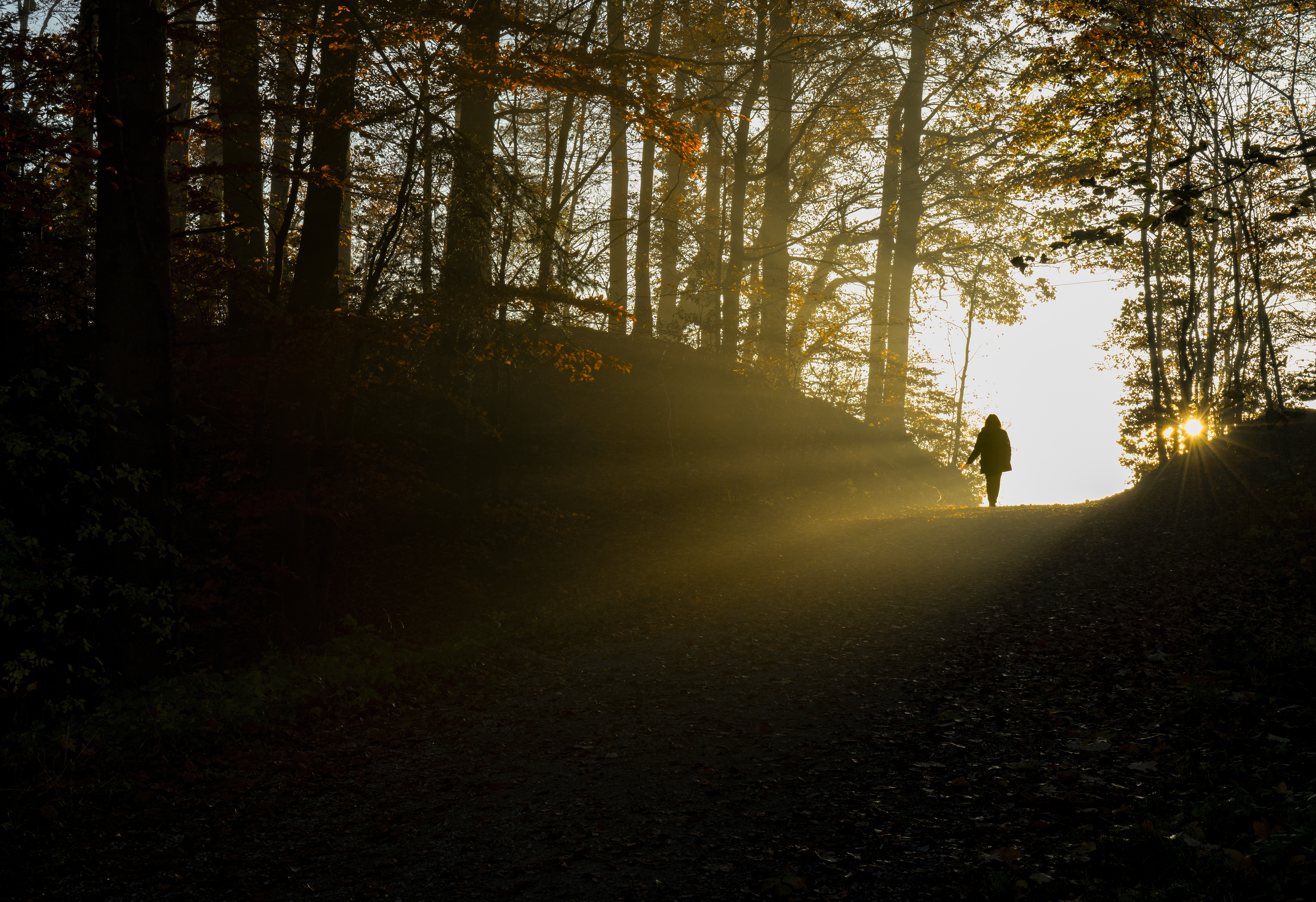 silhouette of person walking on pathway between trees during daytime