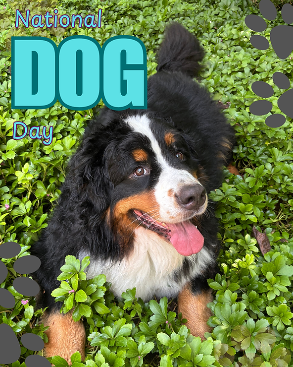 Wag-Worthy Must-Haves for National Dog Day