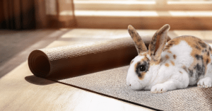 A bunny on a yoga mat