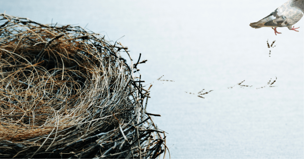 bird walking away from empty nest