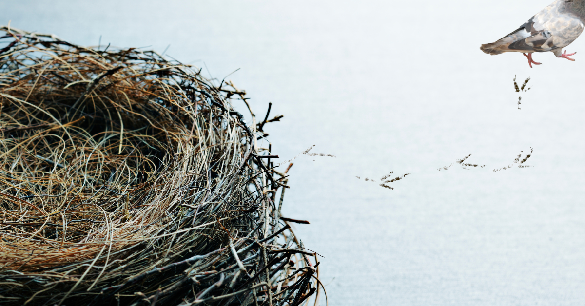 bird walking away from empty nest