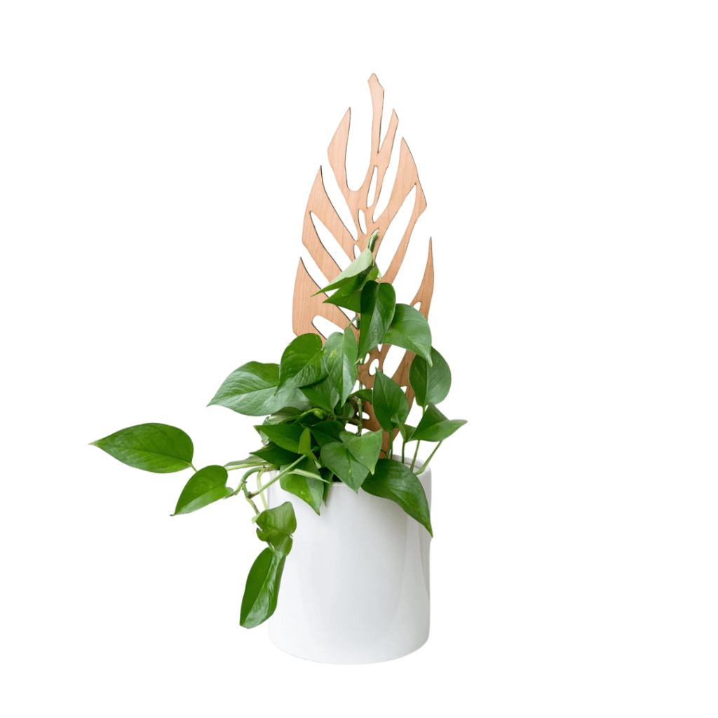 White pot with monsterra and a trellis by TreLeaf 